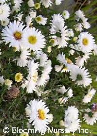 Aster novi-belgii 'White Ladies'